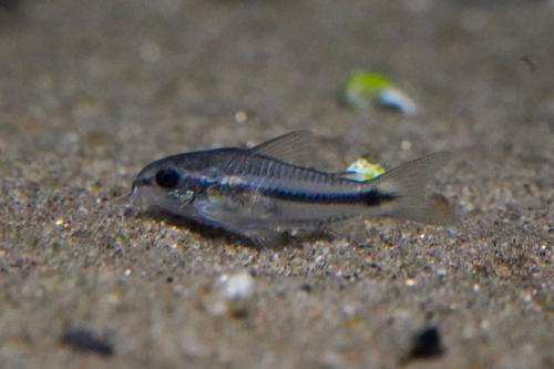 Pygmy Cory