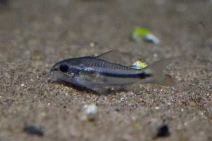 Pygmy Cory
