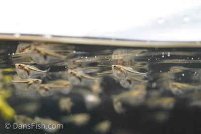 Pygmy Hatchet Fish 'Rio Momon'