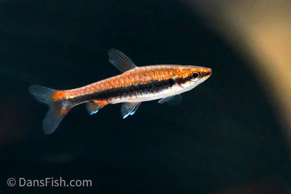 Red Beckfordi Pencilfish