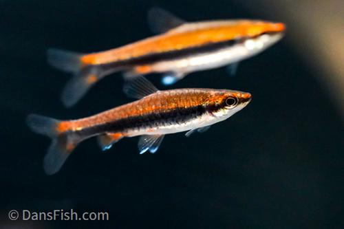 Red Beckfordi Pencilfish