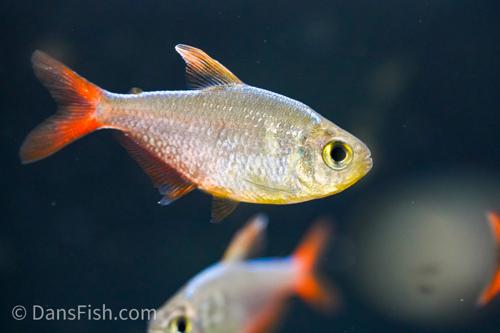 Red Blue Colombian Tetra