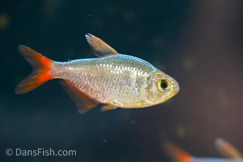 Red Blue Colombian Tetra