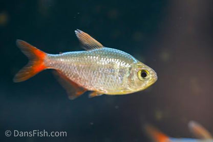 Red Blue Colombian Tetra