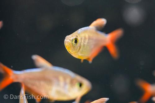 Red Blue Colombian Tetra