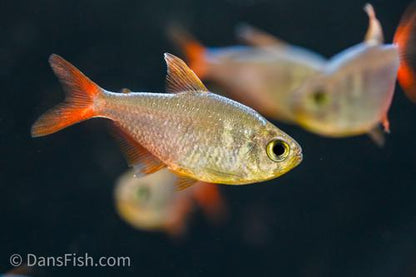 Red Blue Colombian Tetra