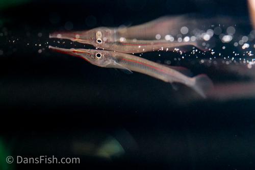 Red Line Halfbeak
