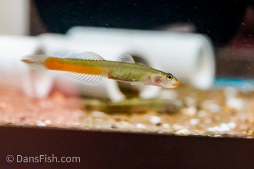 Red Lipstick Goby