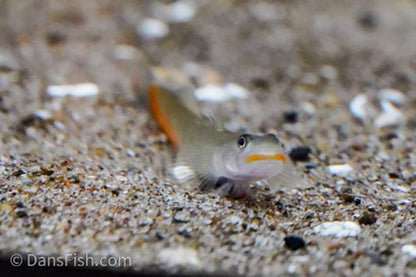 Red Lipstick Goby