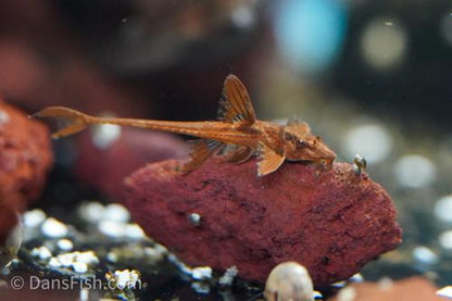 L10A Red Lizard Whiptail Catfish