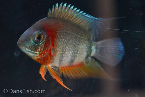 Red Shoulder Severum