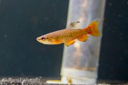 Red Splash Tetra