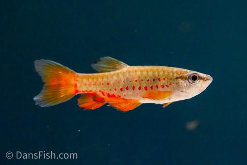 Red Splash Tetra