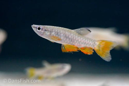 Red Splash Tetra