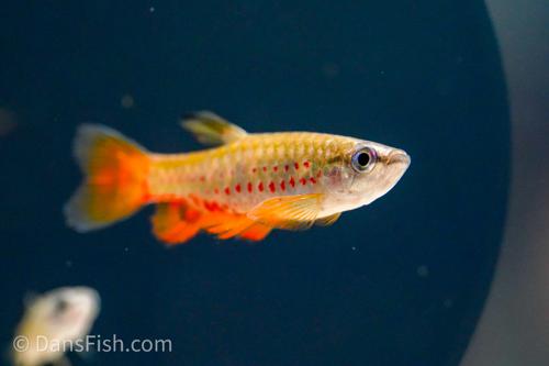 Red Splash Tetra