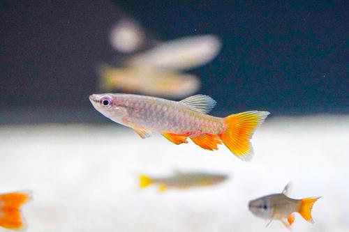 Red Splash Tetra