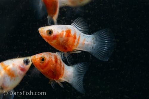 Coral Tiger Platy1
