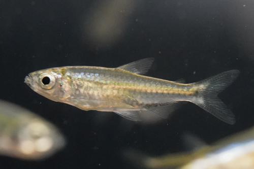 African Robber Tetra
