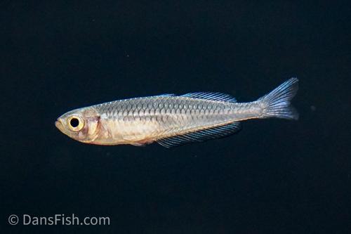 Rhadinocentrus ornatus Carland Creek