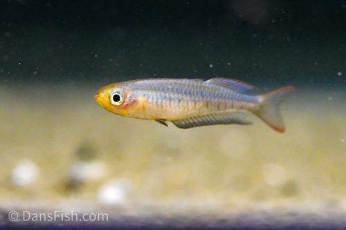 Rhadinocentrus ornatus Evans Head
