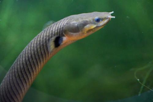 Rope Fish