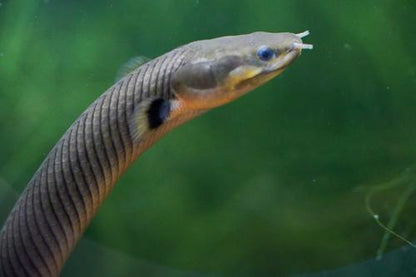 Rope Fish