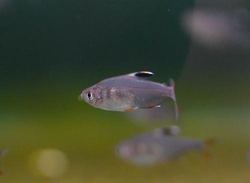 Rosy Tetra