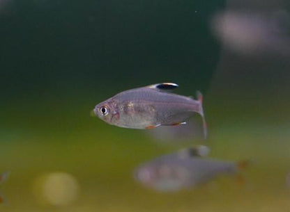 Rosy Tetra