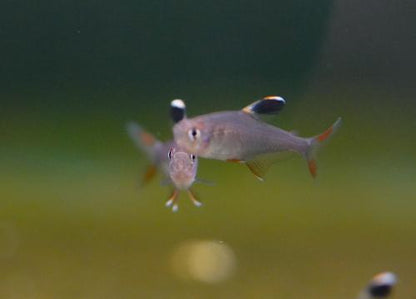 Rosy Tetra