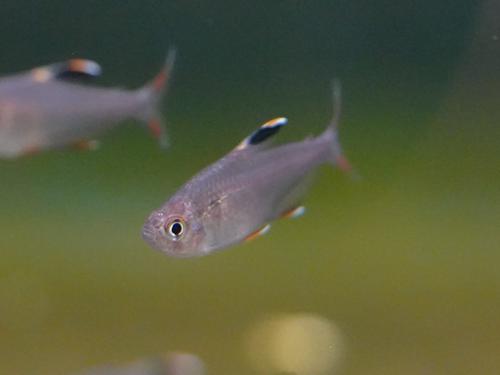 Rosy Tetra