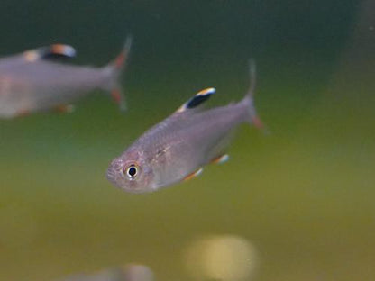 Rosy Tetra