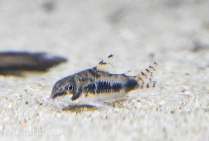 Dwarf Salt and Pepper Cory