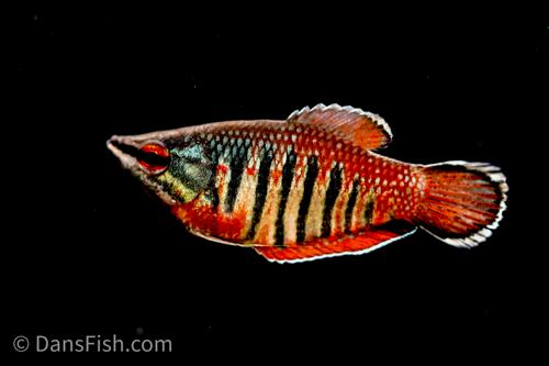 Samurai Gourami