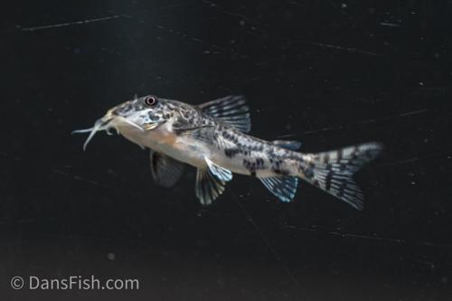 Scleromystax barbatus
