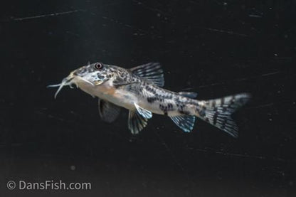 Scleromystax barbatus