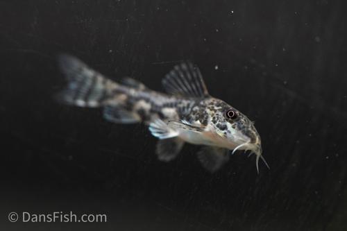 Scleromystax barbatus