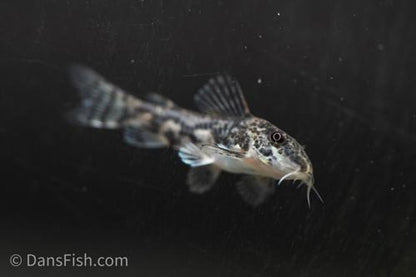 Scleromystax barbatus