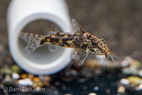 Scleromystax barbatus
