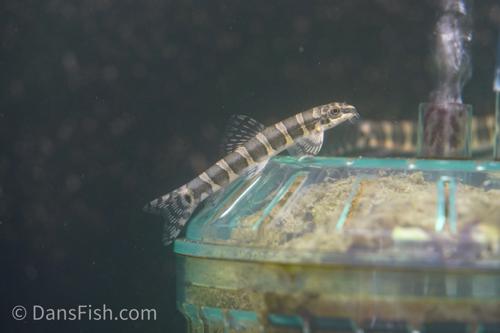 Serpent Loach