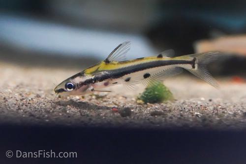 Shadow Catfish