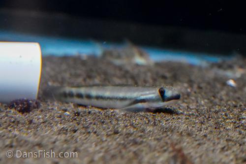 Sicyopterus cyanocephalus Goby