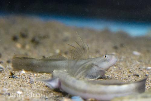 Sicyopterus macrostetholepis Goby