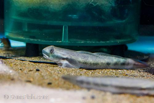 Sicyopterus parvei Goby