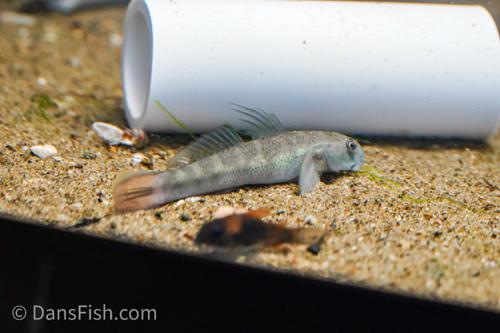 Sicyopterus parvei Goby