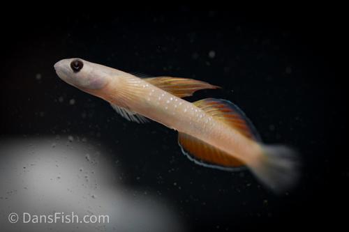 High Fin Rainbow Goby2