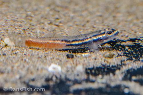 Sicyopus discordipinnis Goby