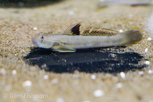 Sicyopterus ocellaris