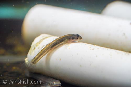 Sicyopus sp. Tank #CC1