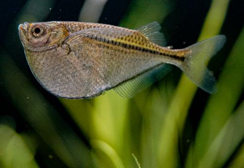 Silver Hatchet Fish
