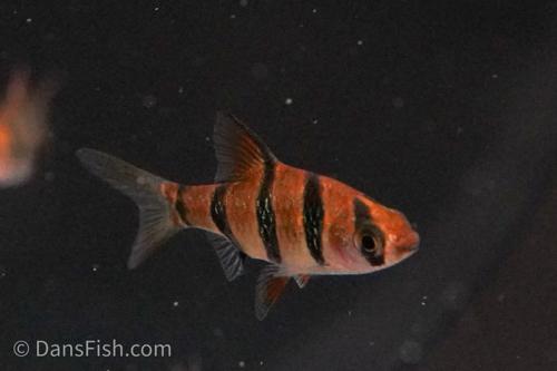 Six Banded Barb